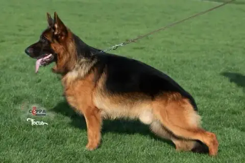 Berger Allemand Poil Long  Chiot 3 Des Légendes Du Ca 8dae6 photo 3