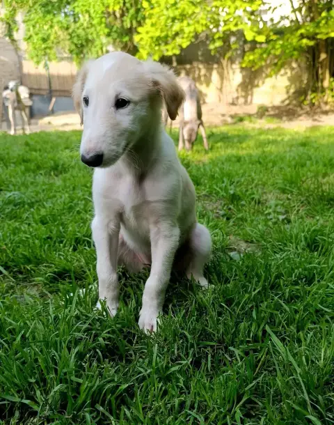 Barzoi  Bianca photo 2