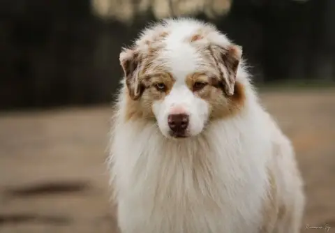 Berger Australien  Chiot 5 De L'Aussie Happy photo 3