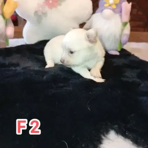 A Réserver Chiots Chihuahua Poils Longs