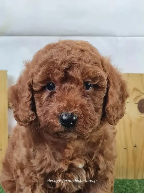 Caniche  Bacchus Du Mont De La Chenaie