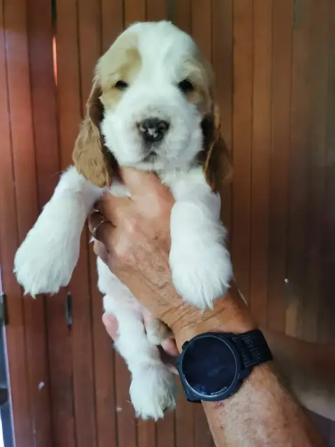 Cocker Spaniel Anglais  Collier Rouge Du Berceau Des  31a04