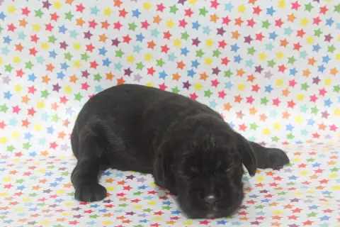 American Cocker Spaniel  Male Noir Of Caniland'S Drea fbdbd