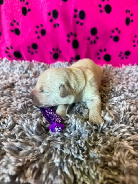 Golden Retriever  Collier Violet Des Gardiennes De La d5b4c photo 2