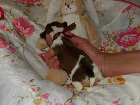 Shih Tzu  Chiot N°5 Du Paradis D'Indiana photo 2