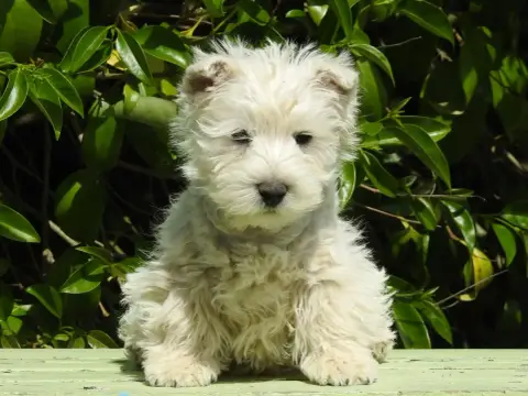 West Highland White Terrier  Chiot 3 Du Clos De La Ma 9e5e3