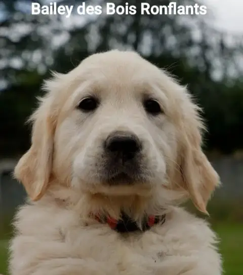 Golden Retriever  Bailey Des Bois Ronflants photo 2