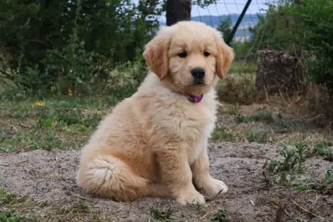 Golden Retriever  Violet