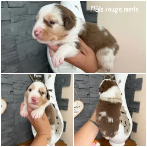 Berger Américain Miniature  Rouge Merle 1 Des Terres  9abde