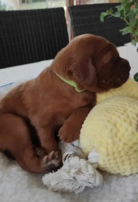 Adopter Setter Irlandais Rouge 
                        Chiot af4c3