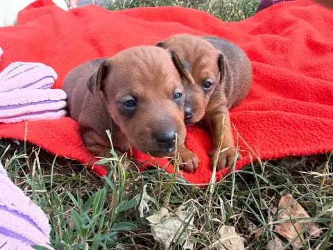 Pinscher Nain  Chiot N°2 Du Moulin De Madjurie