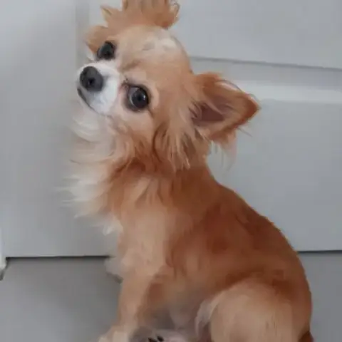 Superbe Chihuahua
