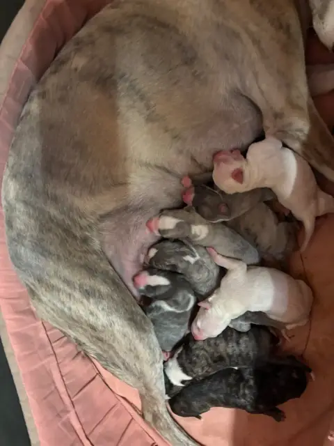 Whippet  Bellissima Du Cèdre Enchanté photo 2