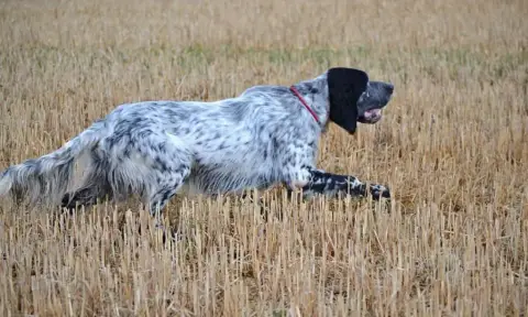 Setter Anglais  Chiot 6 Des Bruyères Murettes photo 2