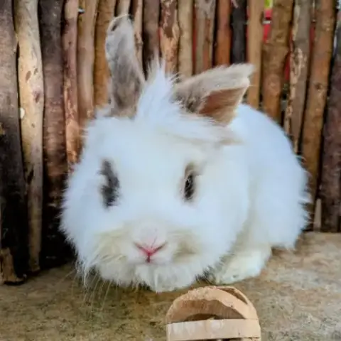Lapin Angora