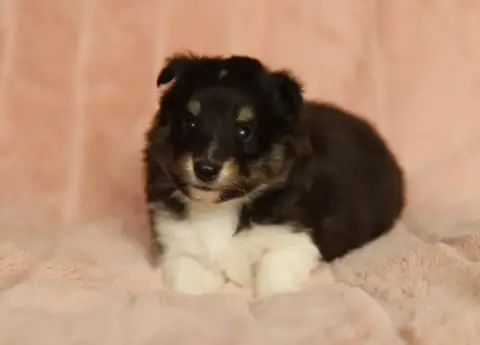 Shetland Sheepdog  Bilbo De L'Or Des Fées photo 3