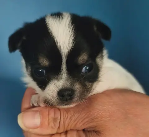 Chihuahua  Balin De L'Eclipse Du J'Gembad photo 3