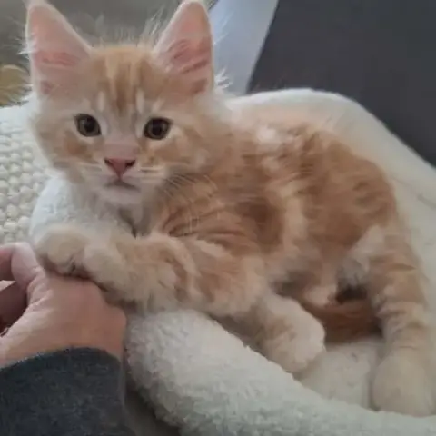 Basile Maine Coon Loof Red Silver Blotched Tabby