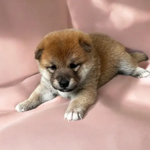 Shiba  Chiot N°3 Des Lianes De Mysore