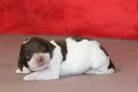 English Springer Spaniel  Male N°3 Des Diamants Verts 7ec3f