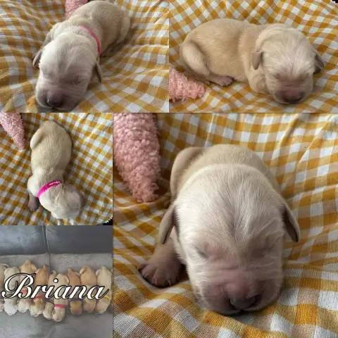 Golden Retriever  Briana Du Domaine Des Belles Aubois 8ad6c photo 2