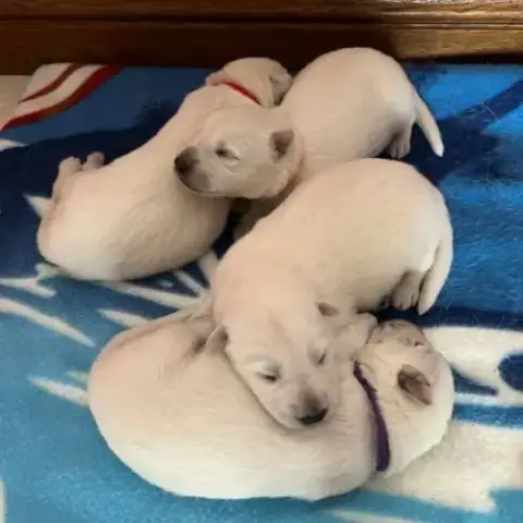 Magnifique Chiots Bergers Blancs Suisse