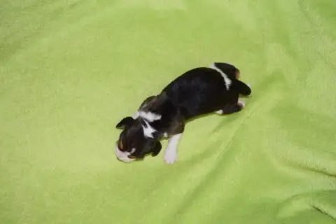 Beagle photo 3