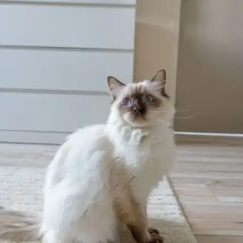 Femelle Ragdoll Loof