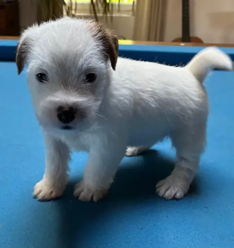 Jack Russell Terrier  Chiot N°4 Lacus Meduli