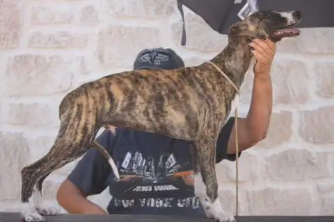 Whippet  Bounty De Tetiaroa photo 2