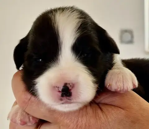 Border Collie