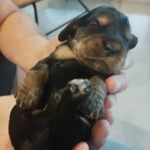 Chiot Cocker Noir Et Feu