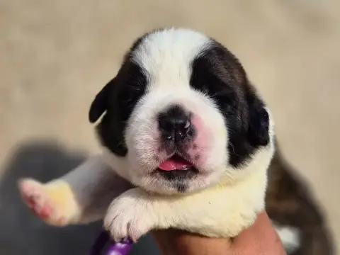 Chien Du Saint-