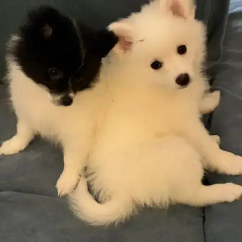 Spitz À Vendre