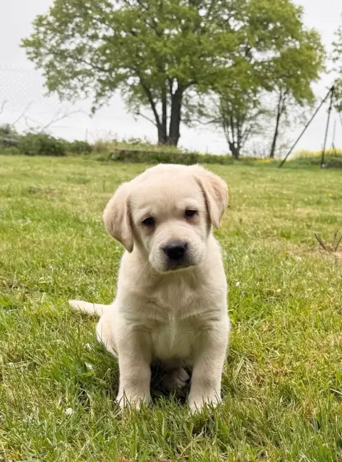 Labrador Retriever  Chiot N°1 Du Moulin De Madjurie 80774