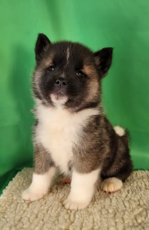 Akita Americain  Bry Des Marais De Courmont