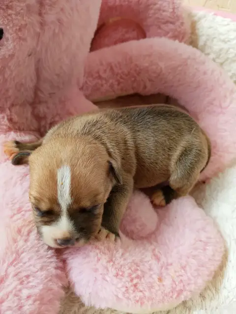 Staffordshire Bull Terrier  Chiot N°6 The World Of An 99d0c