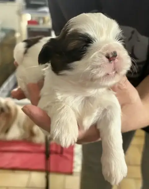 Shih Tzu  Biscotte photo 3