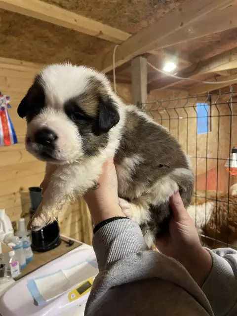Chien Du Saint-