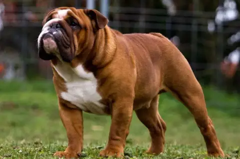 Bulldog Anglais  Chiot 6 British Bulls Of Provins photo 3