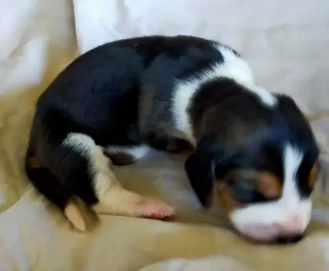 Basset Artesien Normand  Chiot N°8 Des Terres Du Doux 546bd