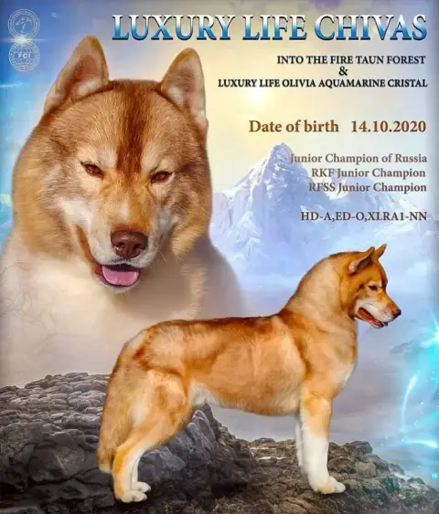 Siberian Husky  Boomer Of The Northern Moon photo 2