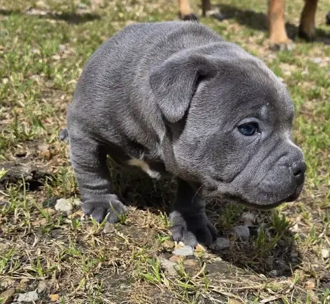 Staffordshire Bull Terrier  B photo 3