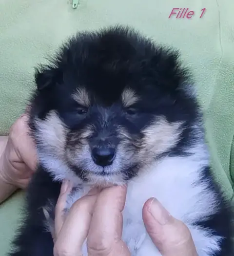 Colley À Poil Long  Chiot N°5 De Remember Our Love