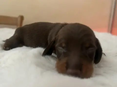 Teckel Poil Ras  Brown Des Stardachshund