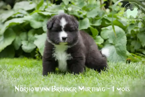 Chien Finnois De Laponie  Brisingr Murthag Norhowynn a40eb photo 3