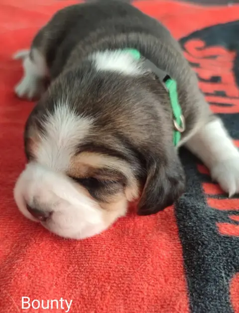 Beagle  Bounty Du Domaine Des Versannes