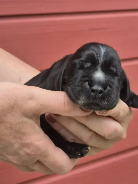 Cocker Spaniel Anglais  B............ Du Domaine D'Ha c7d4a