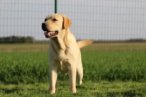 Labrador Retriever  Berline Des Marais De Courmont