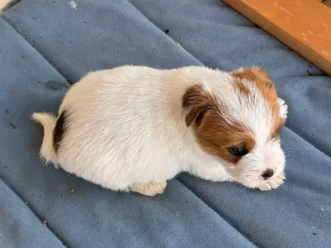 Jack Russell Terrier  Chiot N°3 Lacus Meduli photo 3